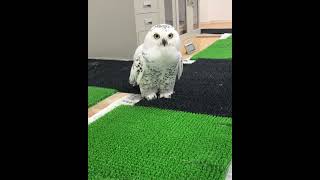 OWL BIRDS🦉 Funny Owls And Cute Owls Videos Compilation 2021 022  CLONDHO TV [upl. by Stoll]