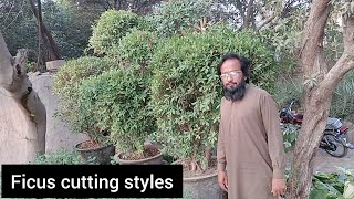 ficus plant cutting  ficus plant cutting style  gardening [upl. by Nnaylime]