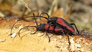 Hosszúcsápú vércincérek csápoló párzása  Longhorn beetles Purpuricenus kaehleri mating [upl. by Norda929]