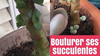 🌵 Bouture de tige dune plantes succulentes  TUTO BOUTURAGE  PLANTES SUCCULENTES [upl. by Brittnee]