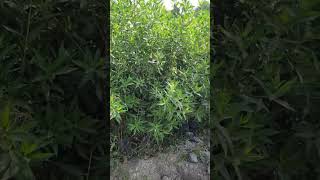 conocarpus flowers gardern plantnursery playstation nursery short youtubeshort [upl. by Trebo]