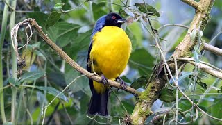 Birds of Ecuador Tanagers [upl. by Tabber]