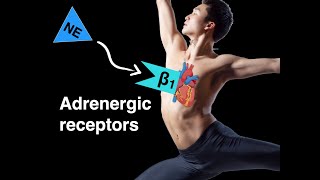 Adrenergic receptors [upl. by Cleveland]