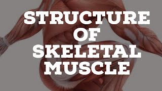 structure of skeletal muscle [upl. by Urbanus]