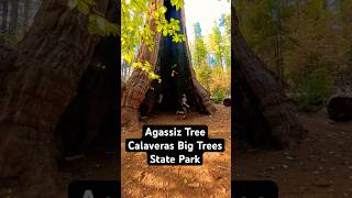 Juggling in Agassiz Tree at Calaveras Big Trees State Park juggling skills flow nature [upl. by Rozelle]