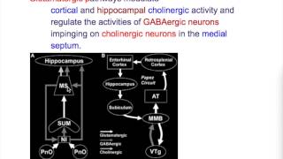 Neurotransmitters of memory [upl. by Siekram]