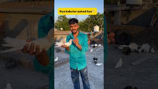 Catch a new pigeon🕊️ minivlog petvlogger petlover kabutar vlog pigeon birds [upl. by Herra]