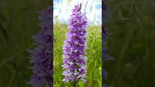 WILD UK ORCHIDS  COUNTY DURHAM WILD ORCHIDS ORCHIDHUNTER [upl. by Hollis]