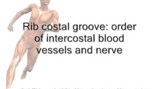 Rib costal groove order of intercostal blood vessels and nerve mnemonic [upl. by Yllehs]