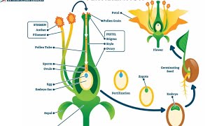 Double fertilization in plants [upl. by Rew]