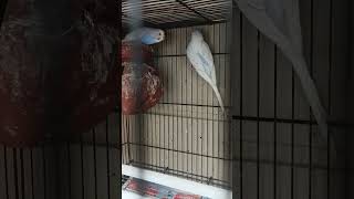 Spangles new pair lovebirds lovebird parrot budgey birds [upl. by Samul470]