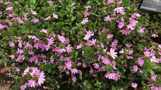 Scaevola aemula  The Fairy Fan Flower How to Grow this and Other Scaevola Species [upl. by Sherlocke]