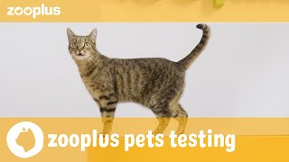 Amun  zooplus pets testing Royal Canin Adult Sterilised [upl. by Gnirps85]