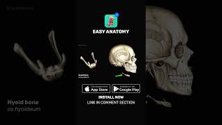 Hyoid bone Anatomy amp Function  EasyAnatomy Shorts [upl. by Holland917]