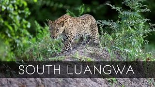 South Luangwa National Park  Zambia [upl. by Tades]