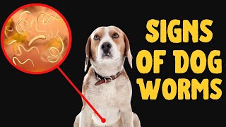 How to Tell if Your Dog Has Worms Never Ignore Them [upl. by Navar]