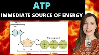 ATP Alevel biology Immediate source of energy Structure and function [upl. by Nickolas884]