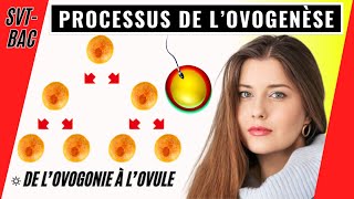 Ovogenèse chez la femme comment se forment les ovules [upl. by Odlabu]