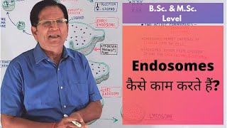 What Are Endosomes  BSc amp MSc Level [upl. by Airemaj]