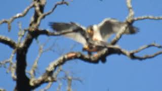 Halcón Peregrino Falco peregrinus [upl. by Niwrud]