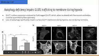 Autophagy Required for GLUT1 Translocation to Membrane and TBC1D5 Inhibition [upl. by Nnaeirelav941]