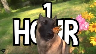 1 HOUR dog with butterfly on nose  aruarian Dance  i have no ennemies loop dog meme rplace [upl. by Uird987]