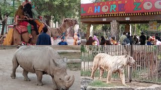 Lahore Zoo 2021  Wildlife Park In Lahore Pakistan  Discover Zoo By Saima Ali Official [upl. by Adriene]