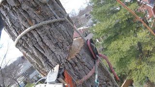 Safebloc Basic Setup  Arborist Rigging Basics [upl. by Eed391]