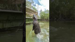 Massive crocodile named quotCroczillaquot seen sunbathing in Florida Everglades [upl. by Ocinemod140]