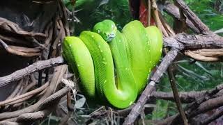 Green Tree Python [upl. by Aerdma]