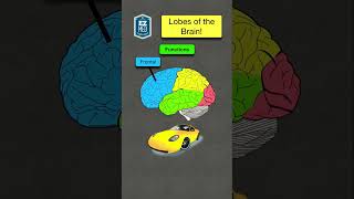 🔥 How to Remember Brain Lobes amp Functions in 60 seconds Nursing Mnemonic nursing [upl. by Benzel]