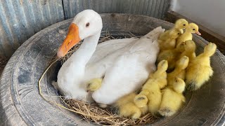 Amazing Pekin Duckling Hatching From Eggs  Nee Baby Duck Born [upl. by Nahor765]