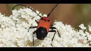 Purpuricenus desfontainii Sithonia Greece by Theo Fotiadis [upl. by Questa43]