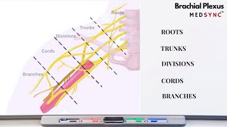 Brachial Plexus Anatomy  The Basics [upl. by Lednew]