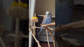 How a budgie sounds while singing  Parakeets [upl. by Featherstone]