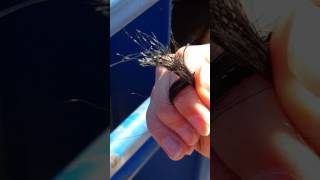 How to Prepare Your ABBI Tail Hair Sample [upl. by Seaver411]