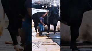 Gigantic Holstein Friesian bull from Brownies Ranch towers over its fivefoot handler [upl. by Ellednahs]