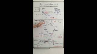 AMINOSÄURENSTOFFWECHSEL LEICHT GEMACHT  HARNSTOFFZYKLUS  Biochemie Now [upl. by Aurita]