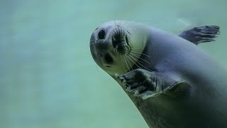 GRAY SEALS Piscivorus pinnipeds  Oceana [upl. by Dael295]