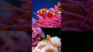 Meet the 3 Colorful Fish in the Ocean [upl. by Geier]