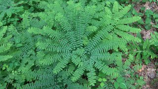 Maidenhair Ferns [upl. by Col]