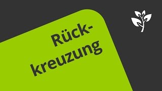 Rückkreuzung  Eine Erklärung  Biologie  Genetik [upl. by Sims]