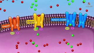 Active transport Mechanism overview  Membrane physiology animations [upl. by Charis238]