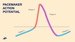 Pacemaker Action Potential [upl. by Lacagnia677]