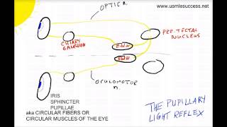 USMLE Tutorial  The Pupillary Light Reflex [upl. by Mumford]