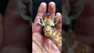 Miniature Marvels Discovering FingerSized Animalsgiraffe wildlife lion cow nature beautiful [upl. by Ikkim]