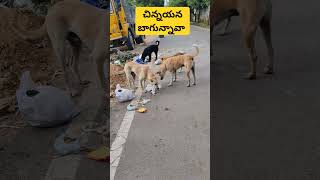 Funny dubbing comedy dog doglover funny [upl. by Aerua948]