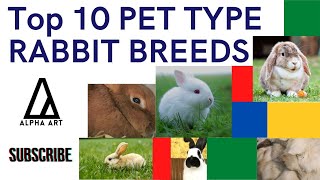 Top 10 Pet Type Rabbit Breeds [upl. by Danna]