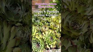 Sempervivum tectorum Hens amp Chicks shorts [upl. by Saref792]