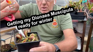 How to get your Venus fly traps ready for winter dormancy 87 Carnivorous plants Care Guides [upl. by Ebneter]